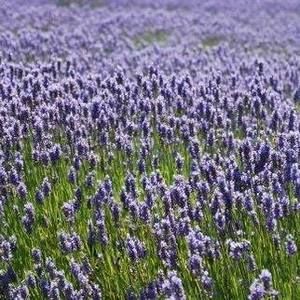 Meet your Posher, Deirdre